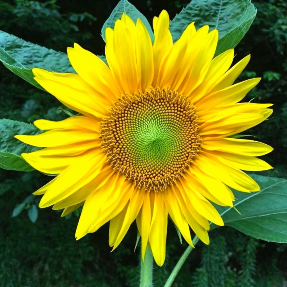 Meet your Posher, Nicolette